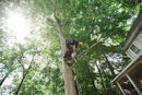 Stihl MS151TC-E Top Handle Chainsaw - 12" Bar